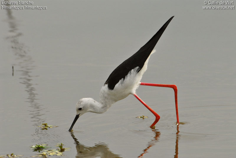 Black-winged Stiltadult