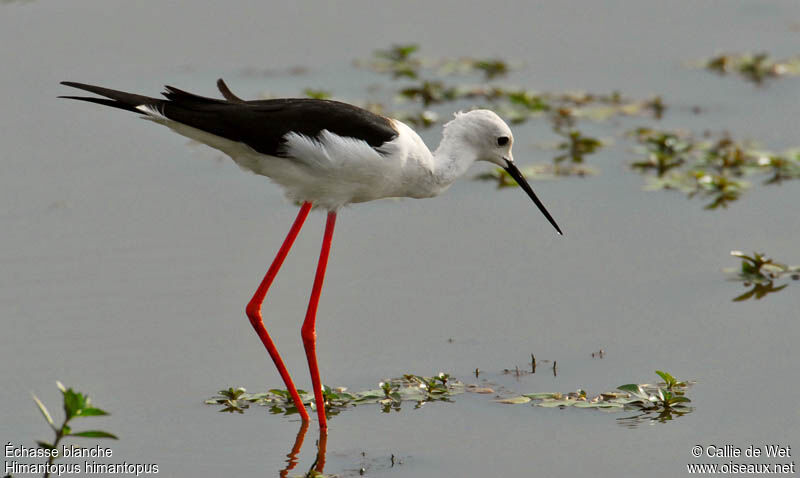 Black-winged Stiltadult