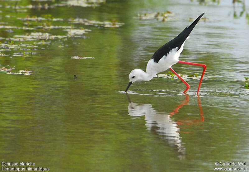 Black-winged Stiltadult