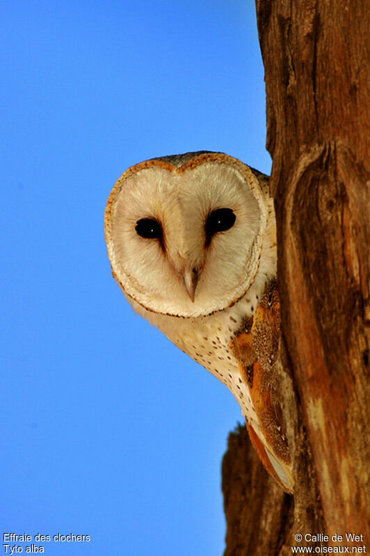 Western Barn Owl