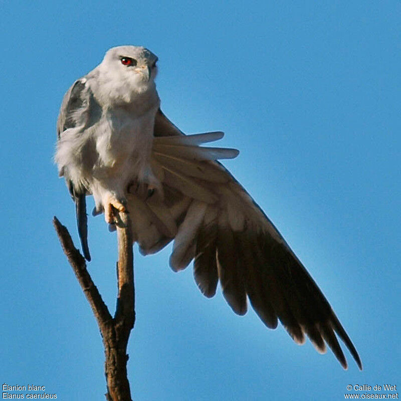 Black-winged Kiteadult