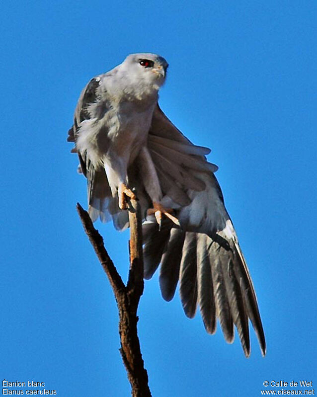 Black-winged Kiteadult