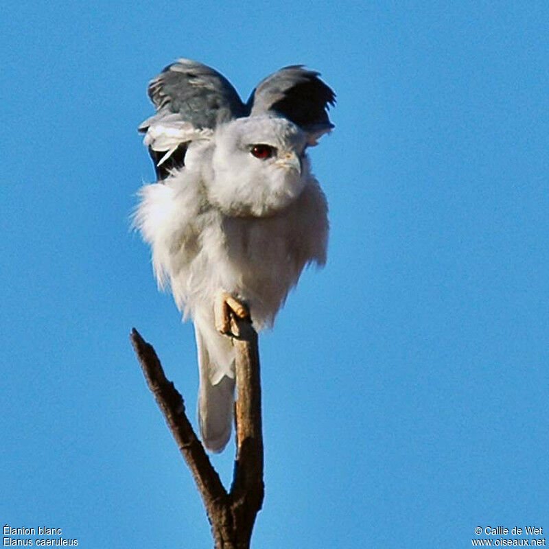 Black-winged Kiteadult