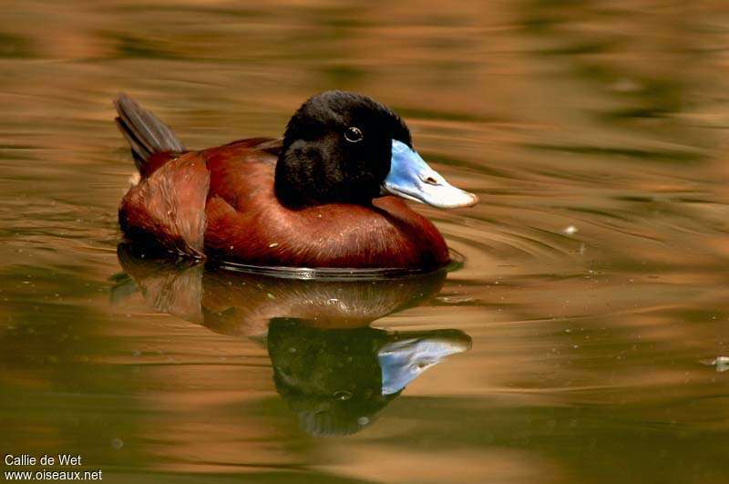 Maccoa Duck male adult breeding, identification