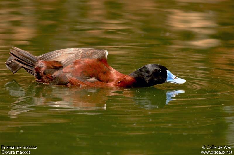 Maccoa Duck male adult