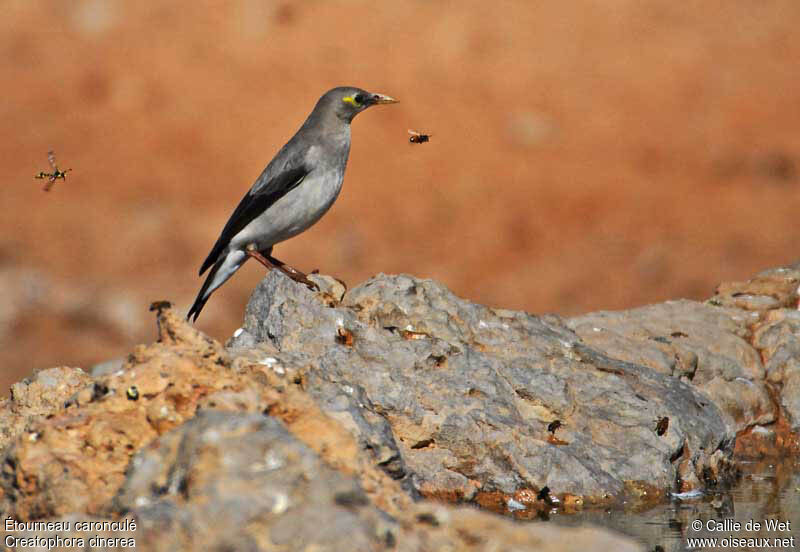 Wattled Starling