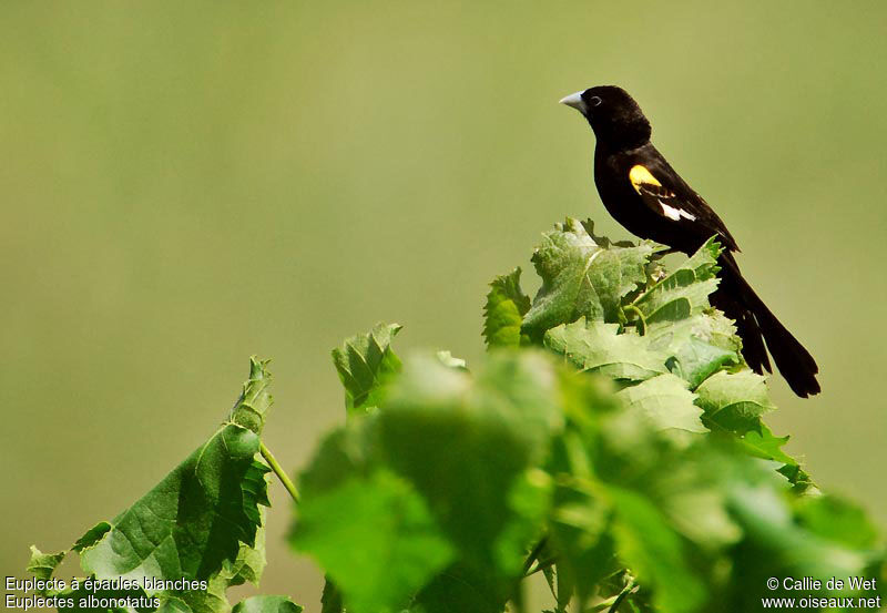 White-winged Widowbird male adult breeding