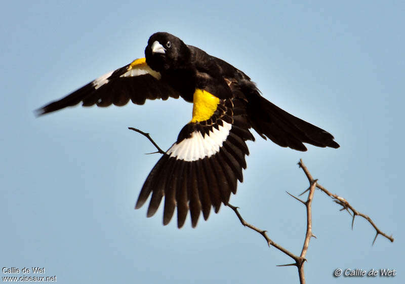 White-winged Widowbird male adult breeding, pigmentation, Flight