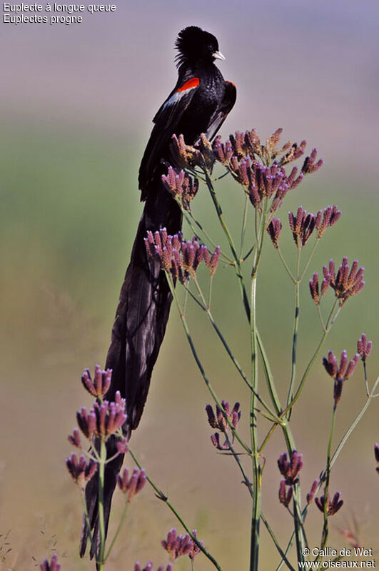 Long-tailed Widowbird male adult