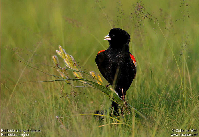 Long-tailed Widowbird male adult breeding