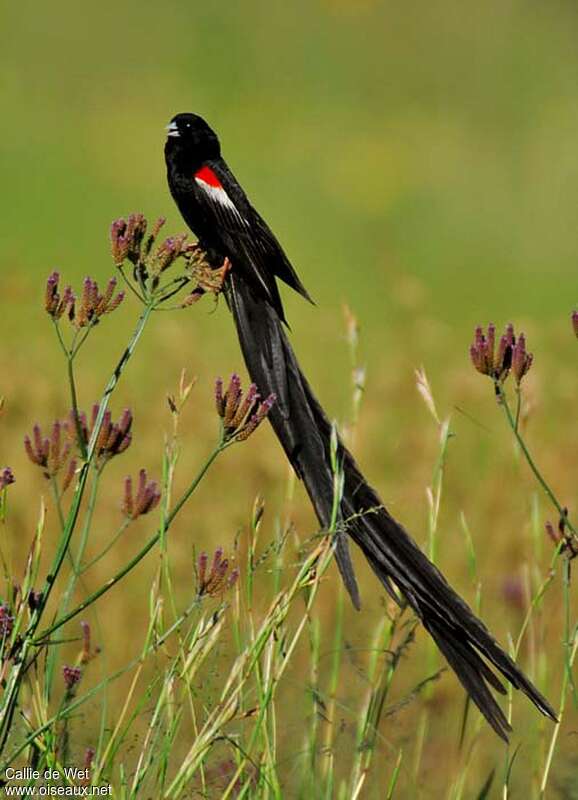 Long-tailed Widowbird male adult breeding, identification