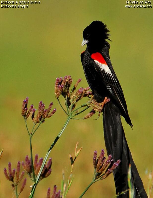 Long-tailed Widowbird male adult breeding