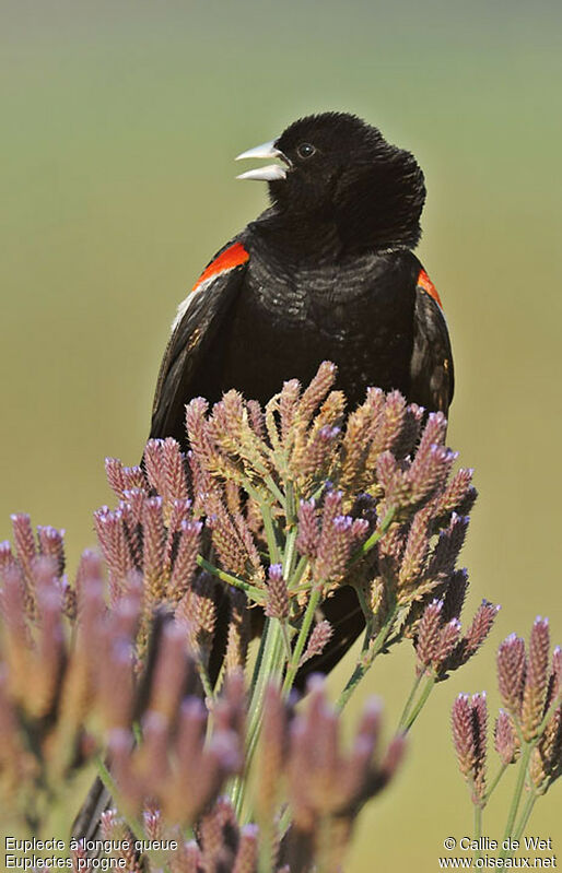 Long-tailed Widowbirdadult