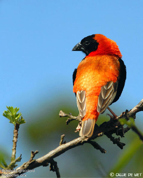 Southern Red Bishop male adult breeding