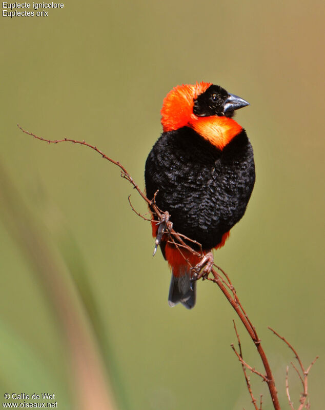 Southern Red Bishop male adult