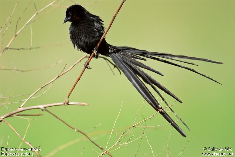 Red-collared Widowbird male adult breeding