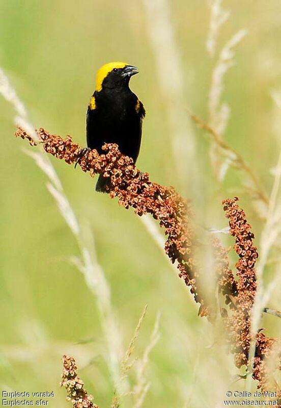 Yellow-crowned Bishop male adult