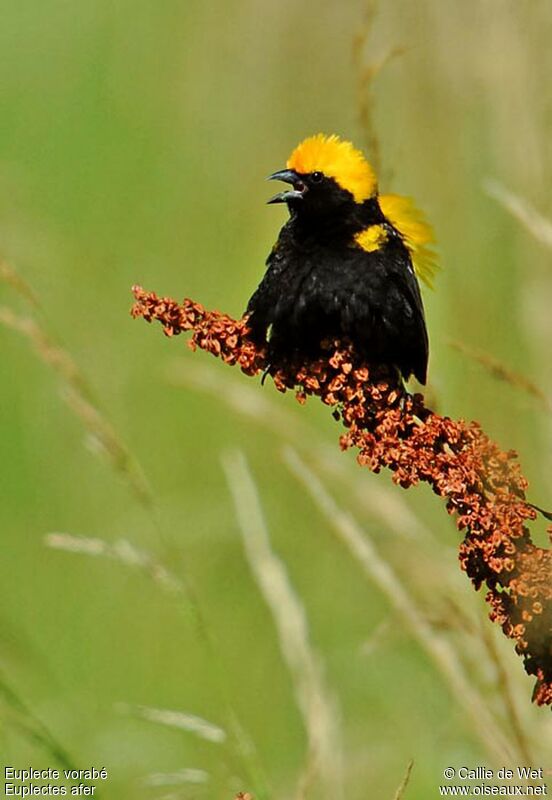 Yellow-crowned Bishop male adult