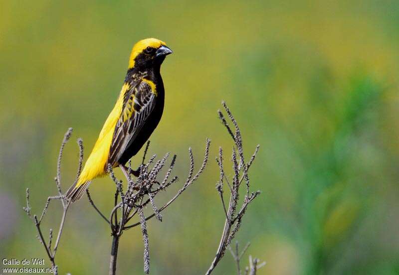 Yellow-crowned Bishop male adult, identification