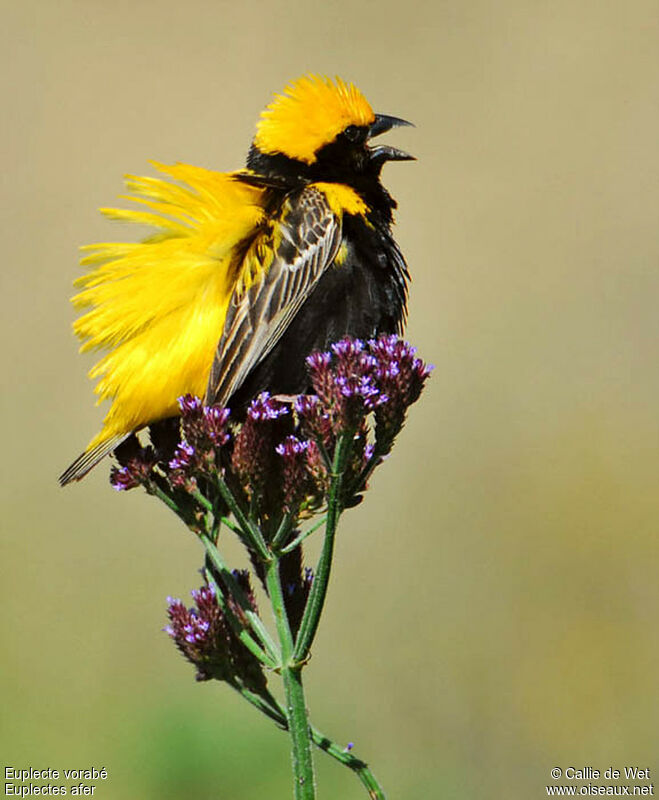 Yellow-crowned Bishop male adult breeding, pigmentation, courting display