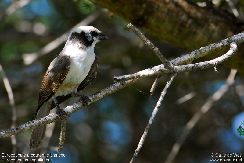 Southern White-crowned Shrikeimmature