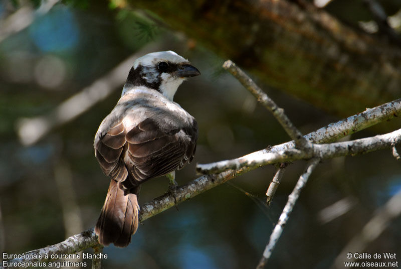 Southern White-crowned Shrikeimmature