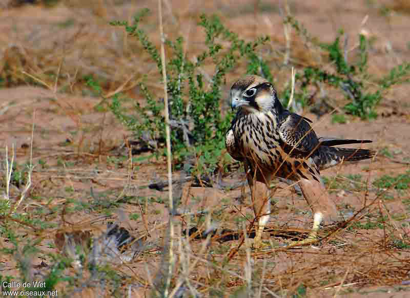 Lanner Falconimmature, close-up portrait