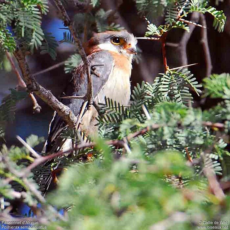 Pygmy Falcon female adult