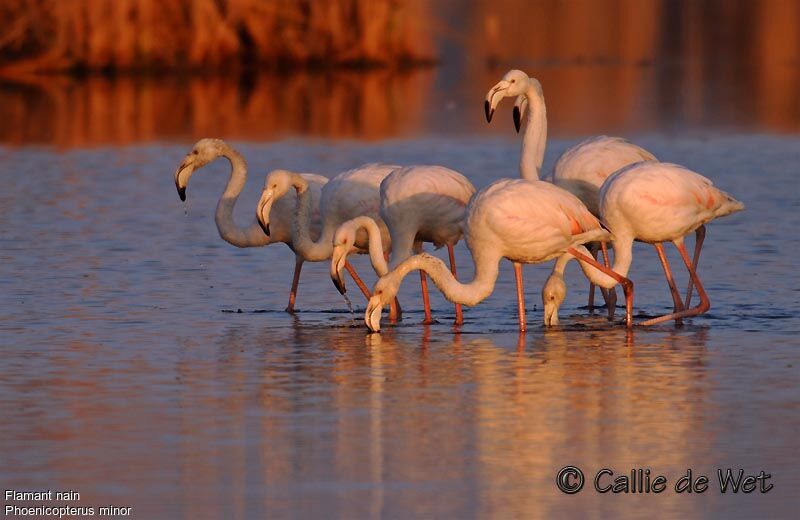 Flamant nainjuvénile