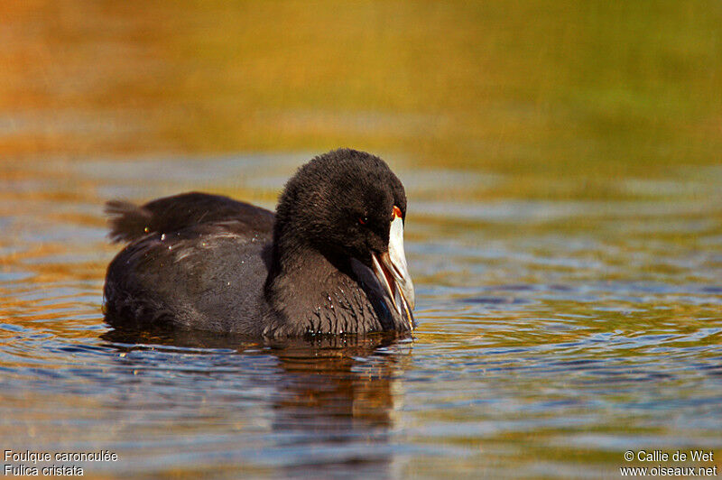 Red-knobbed Cootadult