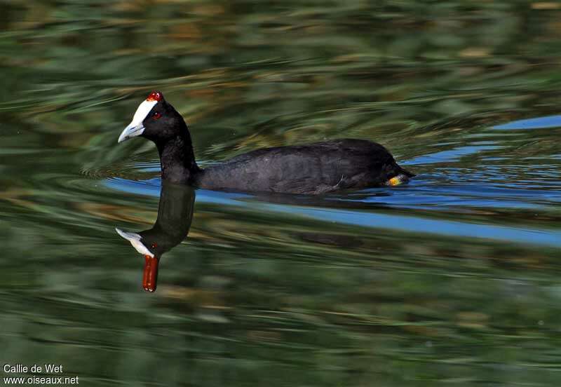 Red-knobbed Cootadult