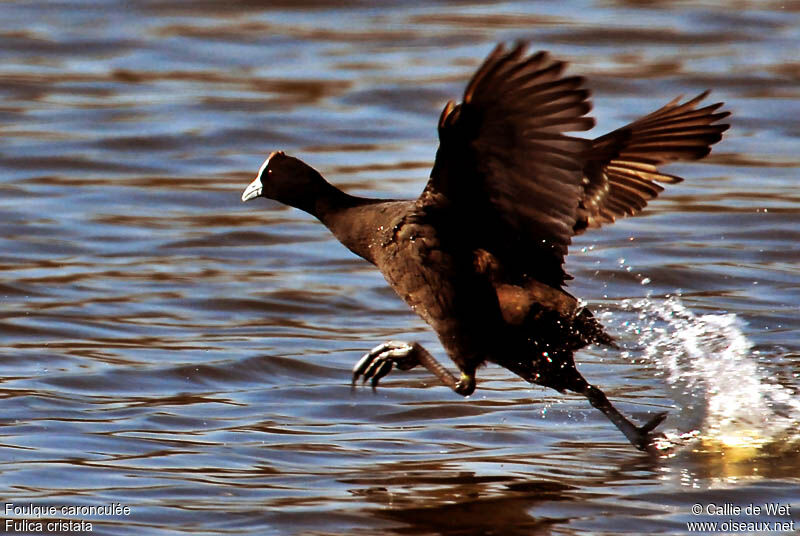 Red-knobbed Cootadult