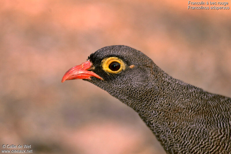 Francolin à bec rougeadulte