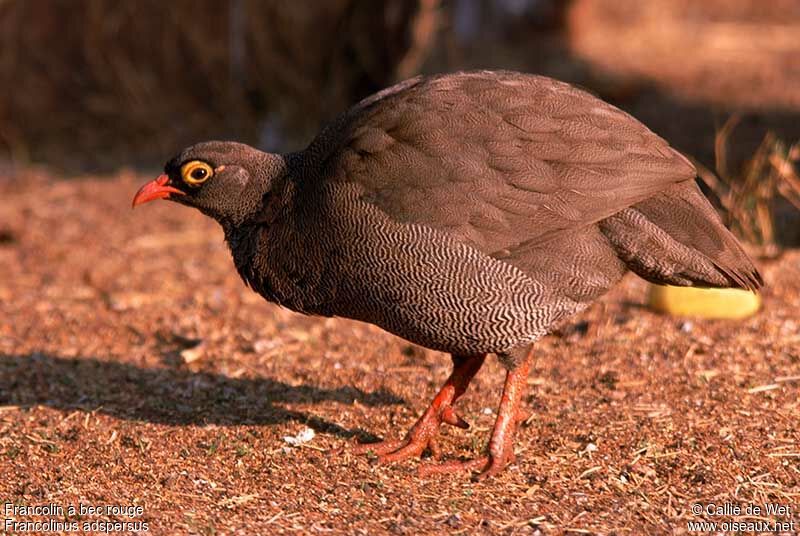 Francolin à bec rougeadulte