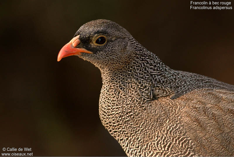 Francolin à bec rouge