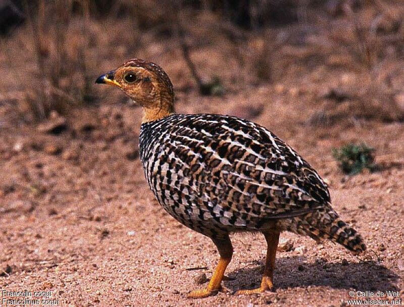 Coqui Francolin male adult