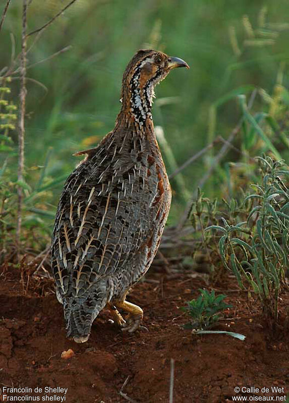 Francolin de Shelleyadulte