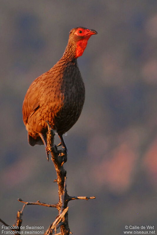 Swainson's Spurfowl male adult