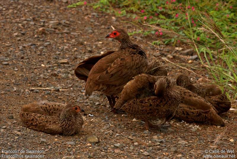 Francolin de Swainson femelle