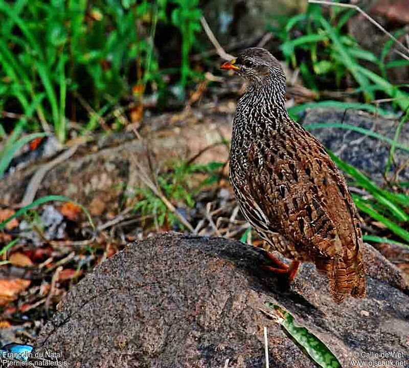 Natal Spurfowl male adult