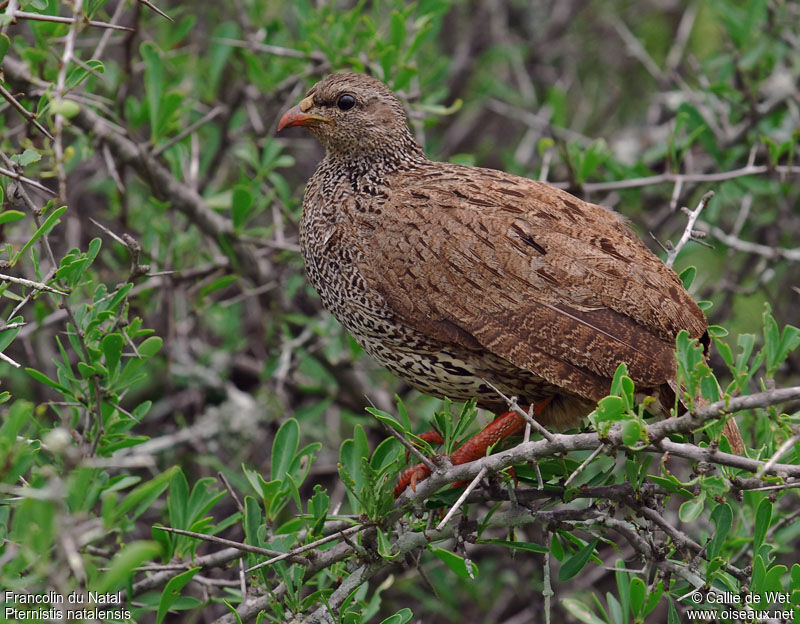 Francolin du Nataladulte