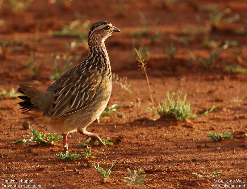 Crested Francolinadult