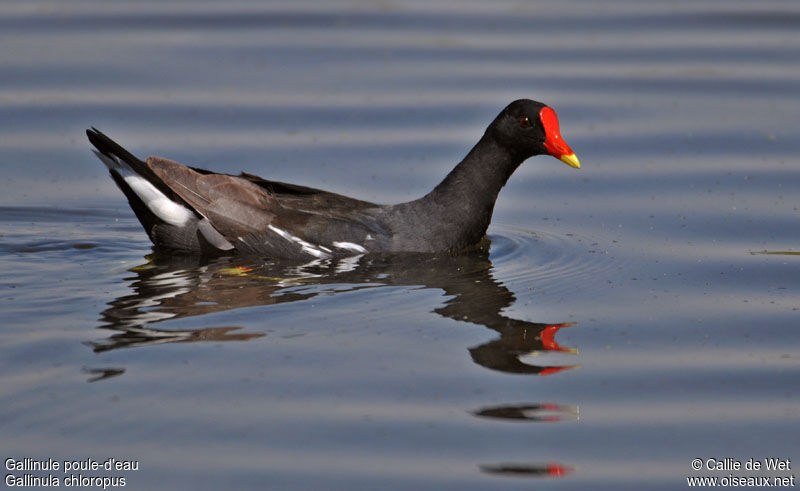 Gallinule poule-d'eauadulte