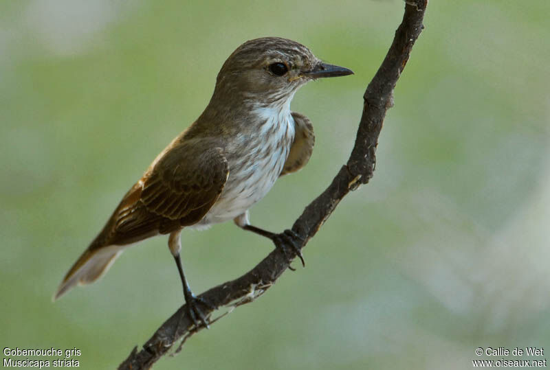 Spotted Flycatcheradult