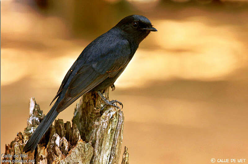 Gobemouche sud-africainadulte, identification