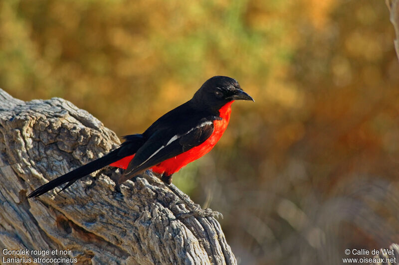 Gonolek rouge et noir