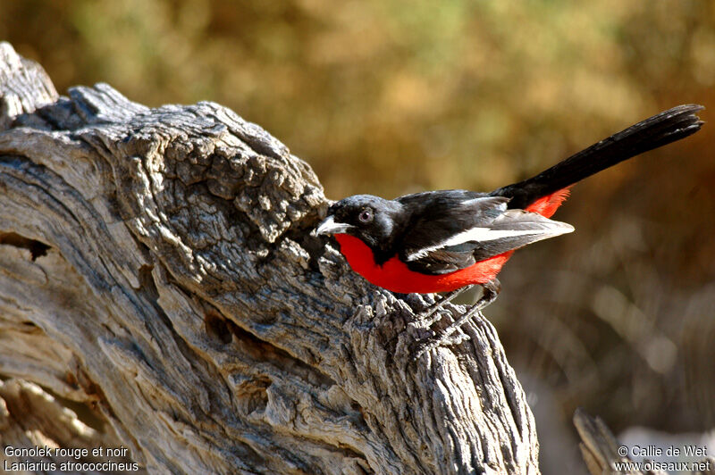 Crimson-breasted Shrike