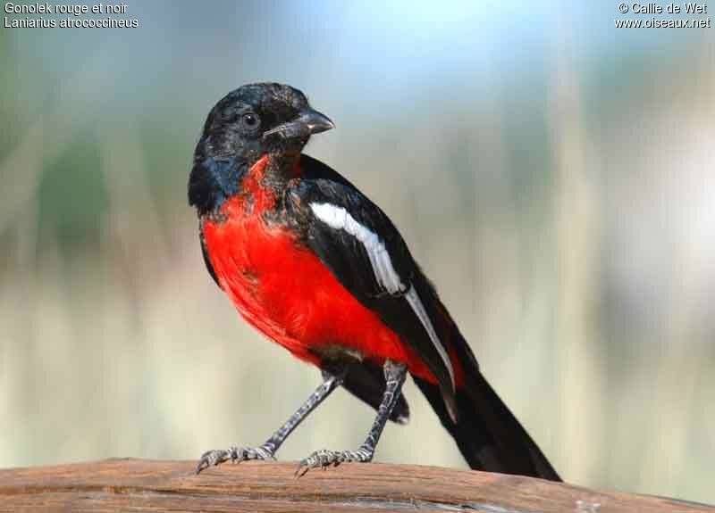 Crimson-breasted Shrikeimmature