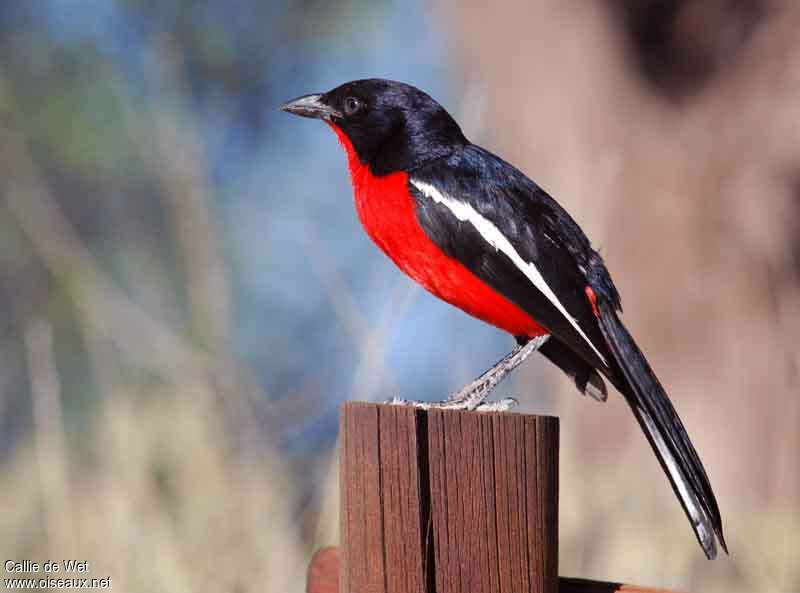 Gonolek rouge et noiradulte, identification