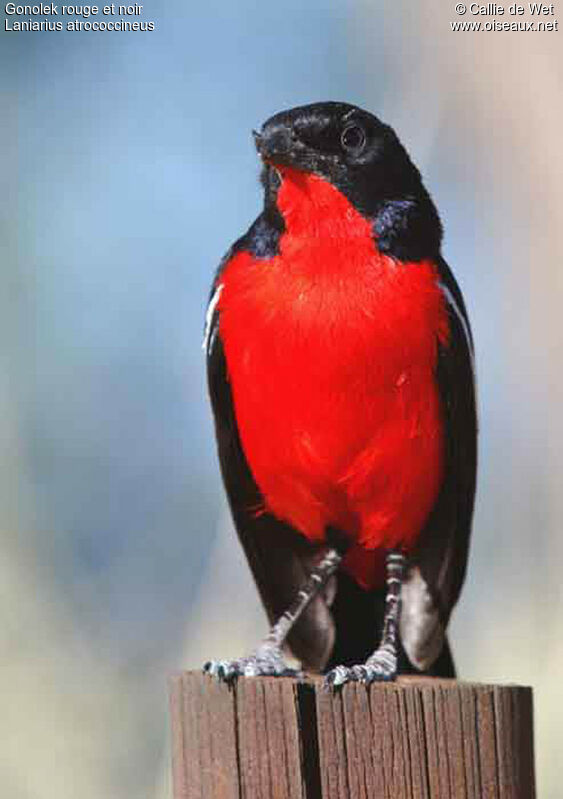 Gonolek rouge et noiradulte